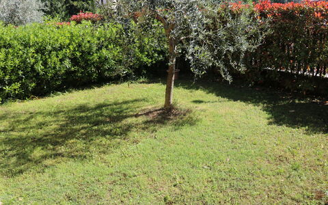 Romeo e Giulietta: Grass, Shrub, Garden, Lawn, Land Lot, Plant Community, Groundcover, Backyard