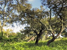 Ua 26- Villa Princesa