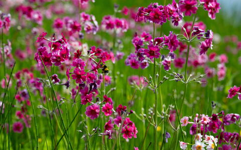 Farmburn Bothy: Flower, Petal, Pink, Spring, Flowering Plant, Purple, Garden, Close-Up, Wildflower