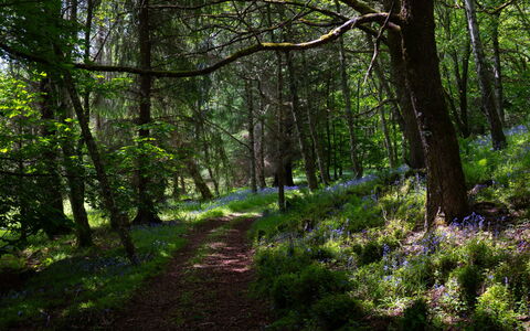 Farmburn Bothy: Leaf, Nature, Natural Environment, Branch, Green, Tree, Natural Landscape, Wood, Vegetation