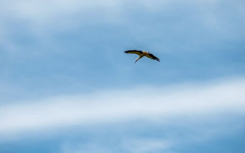 Truels - 30Km from the Sea: Sky, Blue, Daytime, Cloud, Vertebrate, Cumulus, Meteorological Phenomenon