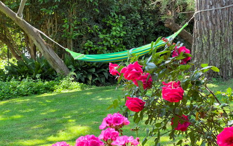 Casa Delle Chicche - Imperia: Green, Flower, Petal, Shrub, Garden, Pink, Spring, Garden Roses, Groundcover