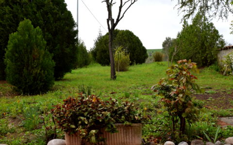 Casa Carletto, Abruzzo: Leaf, Shrub, Garden, Plant Community, Woody Plant, Landscaping, Herbaceous Plant, Lawn, Backyard