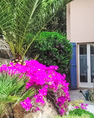 Les Agaves