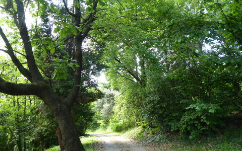Casa Ballo delle Streghe, Garden, Montebelluna: Leaf, Tree, Natural Environment, Green, Branch, Nature, Vegetation, Road, Forest, Trail