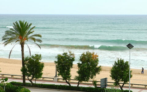 Torre Yato: Beach, Tree, Shore, Sea, Palm Tree, Ocean, Vegetation, Coast, Natural Environment, Vacation