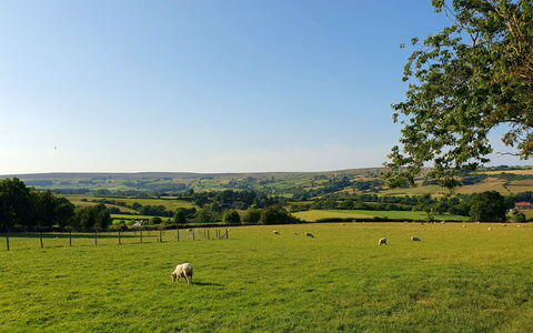 Ingleside Cottage: Grass, Grassland, Natural Environment, Pasture, Natural Landscape, Plain, Ecoregion, Field, Meadow, Landscape