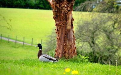 Hay and Hedgerow Glamping
