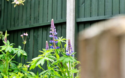 The Grove Annexe: Flower, Petal, Flowering Plant, Groundcover, Purple, Garden, Wildflower, Herbaceous Plant