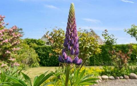 Keld - 350M from the Sea: Flower, Yellow, Petal, Pink, Flowering Plant, Purple, Garden, Wildflower, Herbaceous Plant