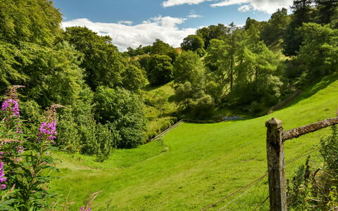 Angus Mansion: Green, Grass, Natural Landscape, Tree, Nature, Natural Environment, Leaf, Vegetation, Grassland