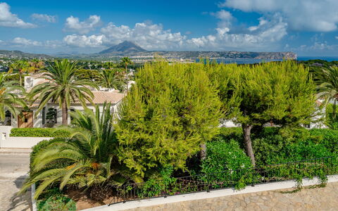 Vista Panoramica: Green, Leaf, Vegetation, Shrub, Woody Plant, Garden, Landscaping, Evergreen, Tropics