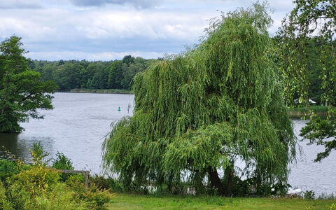Seeblick 21: Water, Water Resources, Body Of Water, Vegetation, Watercourse, Waterway, Bank, Lake, Riparian Forest