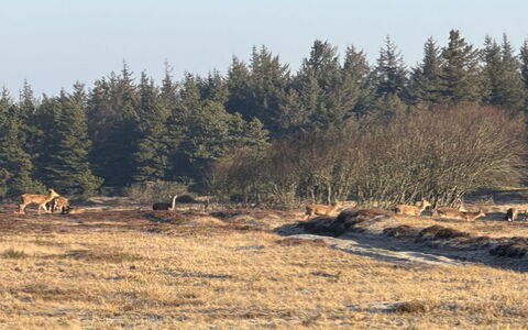 Lucjan - 800M from the Sea: Residential Area, Shrub, House, Home, Garden, Estate, Shade, Landscaping, Lawn