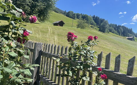 Panoramaperle: Flower, Petal, Spring, Garden, Flowering Plant, Fence, Herbaceous Plant, Rose Family, Wildflower, Home Fencing