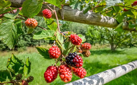 Jyrki - 100M from the Sea: Fruit, Produce, Food, Natural Foods