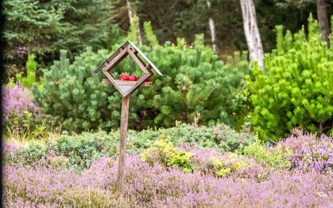 Eeske - 2.5Km from the Sea: Blue, Shrub, Cottage, Groundcover, Garden, Estate, Shade, Landscaping, Farmhouse, Eco Hotel