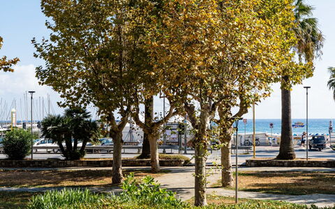 Due Passi dal Mare: Daytime, Tree, Leaf, Branch, Yellow, Shade, Trunk, Spring, Woody Plant