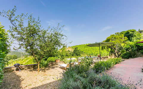 Ridaldi: Green, Vegetation, Shrub, Landscape, Plant Community, Garden, Rural Area, Groundcover, Spring