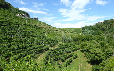 Chalet Fagarè, Pool, Sauna, Prosecco Hills: Green, Vegetation, Plantation, Landscape, Agriculture, Rural Area, Plant Community, Land Lot, Field, Hill Station
