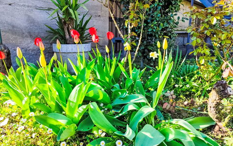 Papaveri e Papere: Flower, Green, Yellow, Petal, Garden, Flowering Plant, Spring, Herbaceous Plant