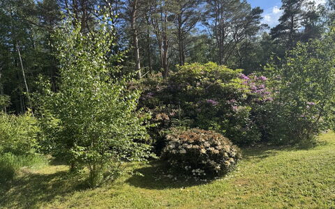 Alika - 300M from the Sea: Leaf, Vegetation, Shrub, Plant Community, Garden, Groundcover, Spring, Nature Reserve, Woody Plant, Forest