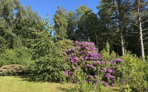 Alika - 300M from the Sea: Flower, Vegetation, Shrub, Garden, Plant Community, Groundcover, Spring, Purple, Woody Plant, Nature Reserve