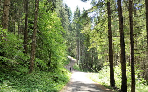 House Martina: Leaf, Tree, Green, Natural Environment, Wood, Vegetation, Forest, Road, Trail