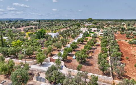 Trulli di Luccio: Tree, Landscape, Land Lot, Bird'S-Eye View, Aerial Photography, Plantation, Village, Landscaping