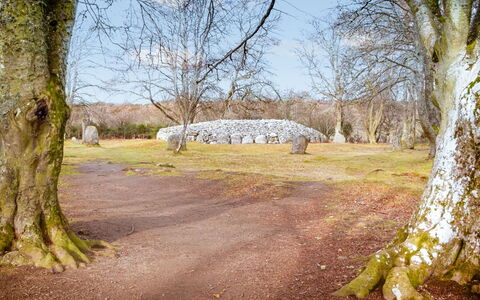 Wester Bunloit: Tree, Branch, Leaf, Rock, Twig, Trunk, Woody Plant, Pasture, Woodland, Winter