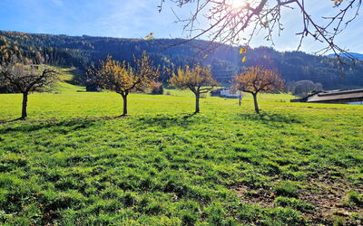 Weerberg 1: Grass, Green, Natural Environment, Grassland, Natural Landscape, Plain, Field, Pasture, Summer, Landscape