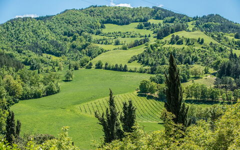 Torre Fantini: Mountainous Landforms, Green, Tree, Mountain, Hill, Natural Environment, Leaf, Natural Landscape, Vegetation, Highland