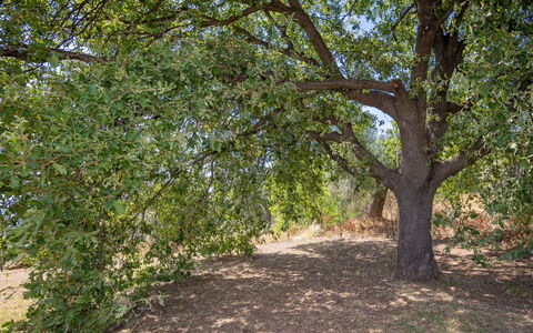 Campiglia Marittima 649: Leaf, Tree, Branch, Vegetation, Plant Community, Trunk, Shade, Nature Reserve, Woody Plant, Soil