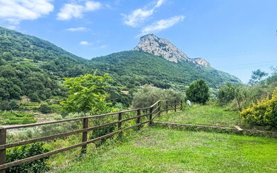 Le Radici Dell'Ulivo