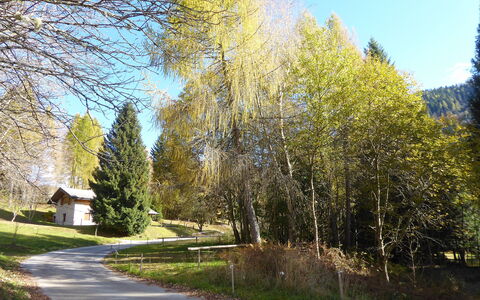 Chalet Genzianella: Tree, Leaf, Nature, Branch, Landscape, Trunk, Larch, Woodland, Landscaping