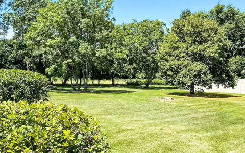 Geay 600: Daytime, Green, Tree, Leaf, Natural Environment, Grass, Nature, Branch, Vegetation, Shrub
