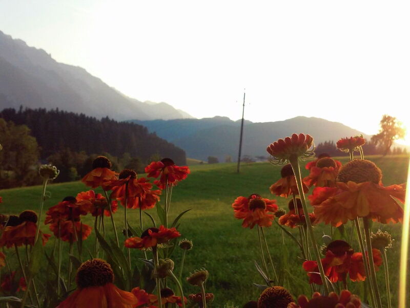 Gsenger Natur in Abtenau