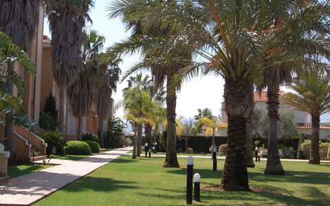 Keops: Tree, Palm Tree, Grass, Public Space, Plant, Lawn, Woody Plant, Arecales, Botany, Building