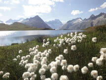 Chalet Stefanino, 3 1 2 Zimmer