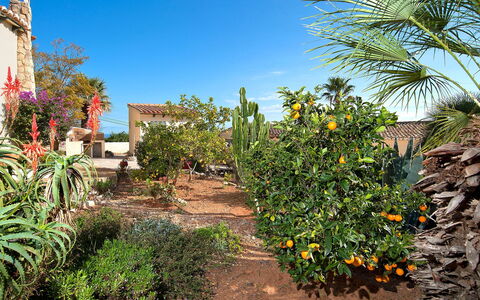 La Caissa: Vegetation, Tree, Sky, Garden, Botany, Plant, Palm Tree, Plant Community, Flower, Real Estate