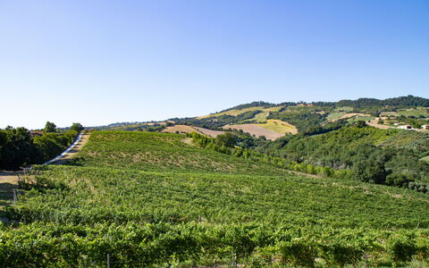 Zena Suite: Green, Hill, Natural Landscape, Agriculture, Plantation, Field, Highland, Landscape, Rural Area