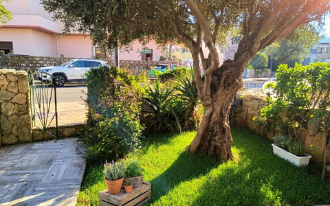 Sabbia e Lavanda: Shrub, Garden, Spring, Woody Plant, Shade, Landscaping, Lawn, Yard, Flowerpot