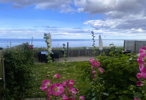 Nedelko - 20M from the Sea: Flower, Petal, Flowering Plant, Ocean, Sea, Garden, Herbaceous Plant, Rose Family, Wildflower