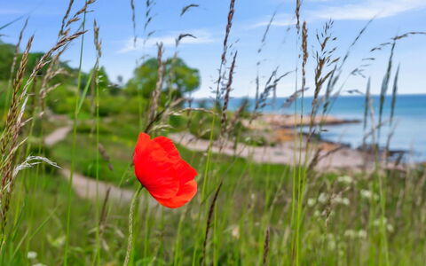 Yosefin - 50M from the Sea: Grass, Grassland, Land Lot, Cottage, Rural Area, Meadow, Garden Buildings, Garden, Shed