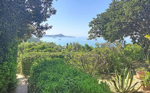 Pellicano: Leaf, Green, Nature, Vegetation, Natural Landscape, Shrub, Plant Community, Garden, Groundcover, Spring