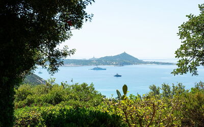 Pellicano