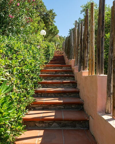 Pellicano