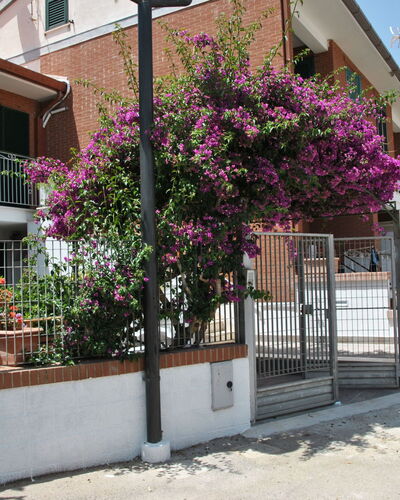 Bouganville