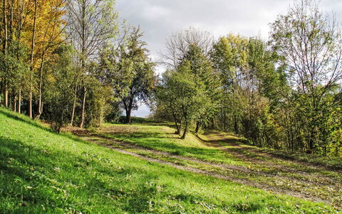 Green Valley Park Stárkov 15: Leaf, Green, Tree, Grass, Branch, Natural Environment, Nature, Natural Landscape, Vegetation, Grassland
