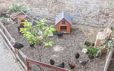 Tinkerhof Stahlhut: Garden, Backyard, Yard, Fence